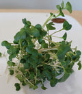 Micro Broccoli