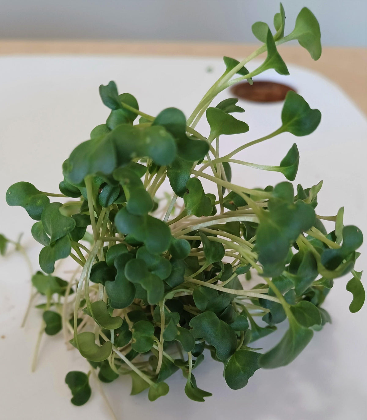 Micro Broccoli