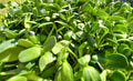 Micro Sunflower