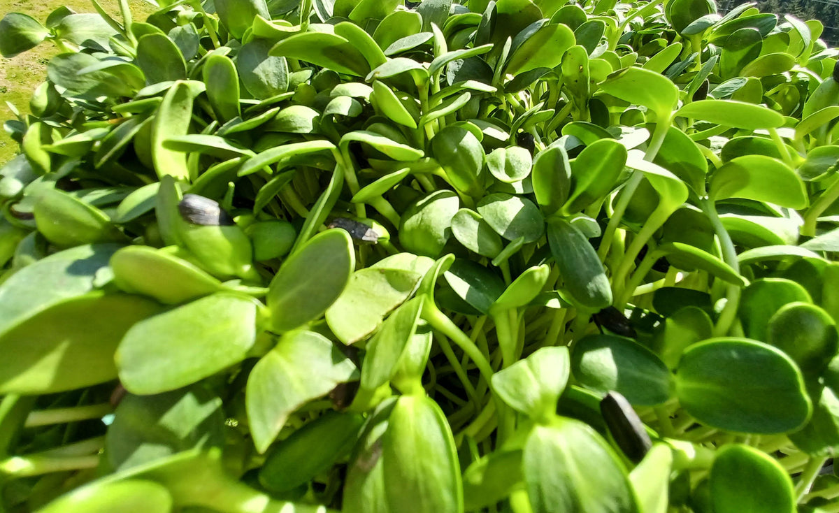 Micro Sunflower
