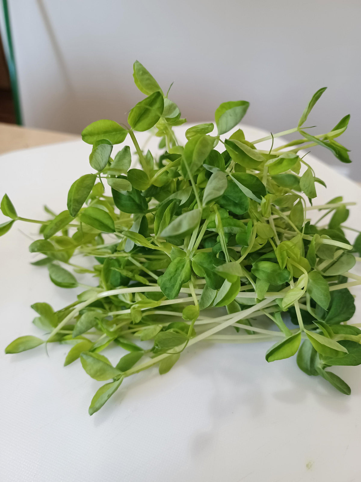 Pea Shoots
